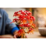 lego_botanicals_bonsai_de_bordo_vermelho_japones_06.jpg